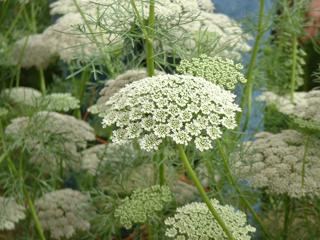 Spanish carrot, Khella, Visnaga